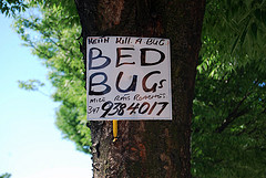 house cleaning service kill bed bugs