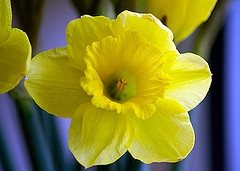 spring clean daffodil